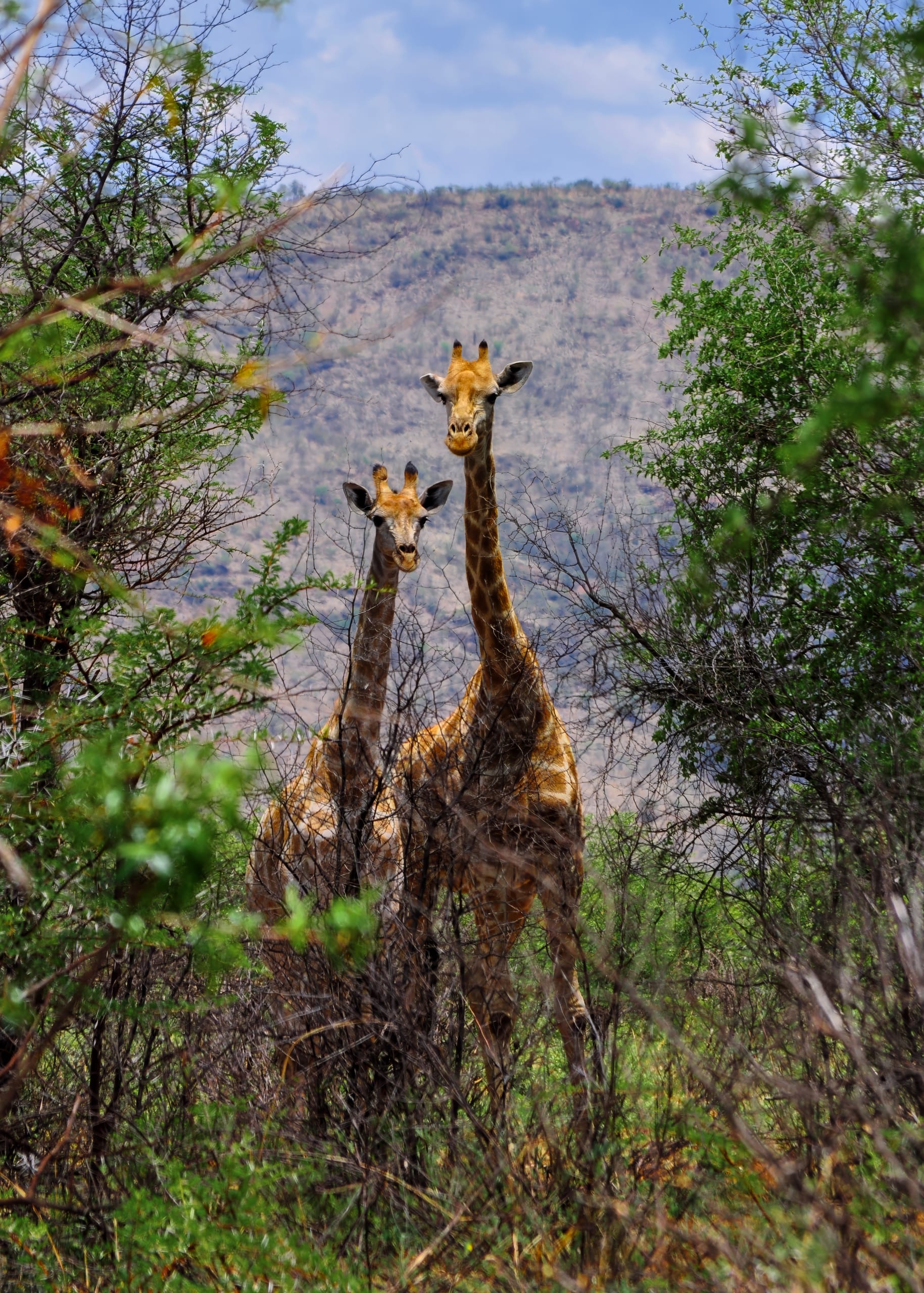 A tall adult giraffe and a smaller juvenile stand close together, partially obscured by dense green and brown foliage in Pilanesberg. They gaze directly at the camera against a backdrop of distant mountains under a clear, blue sky.
