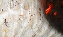 Close-up of a textured, off-white cave wall with various formations. Bright orange-red spots illuminate parts of the surface, creating a warm glow. Small, circular formations and uneven, rough textures are visible, adding to the natural complexity of the scene. Shadows accentuate the depth.