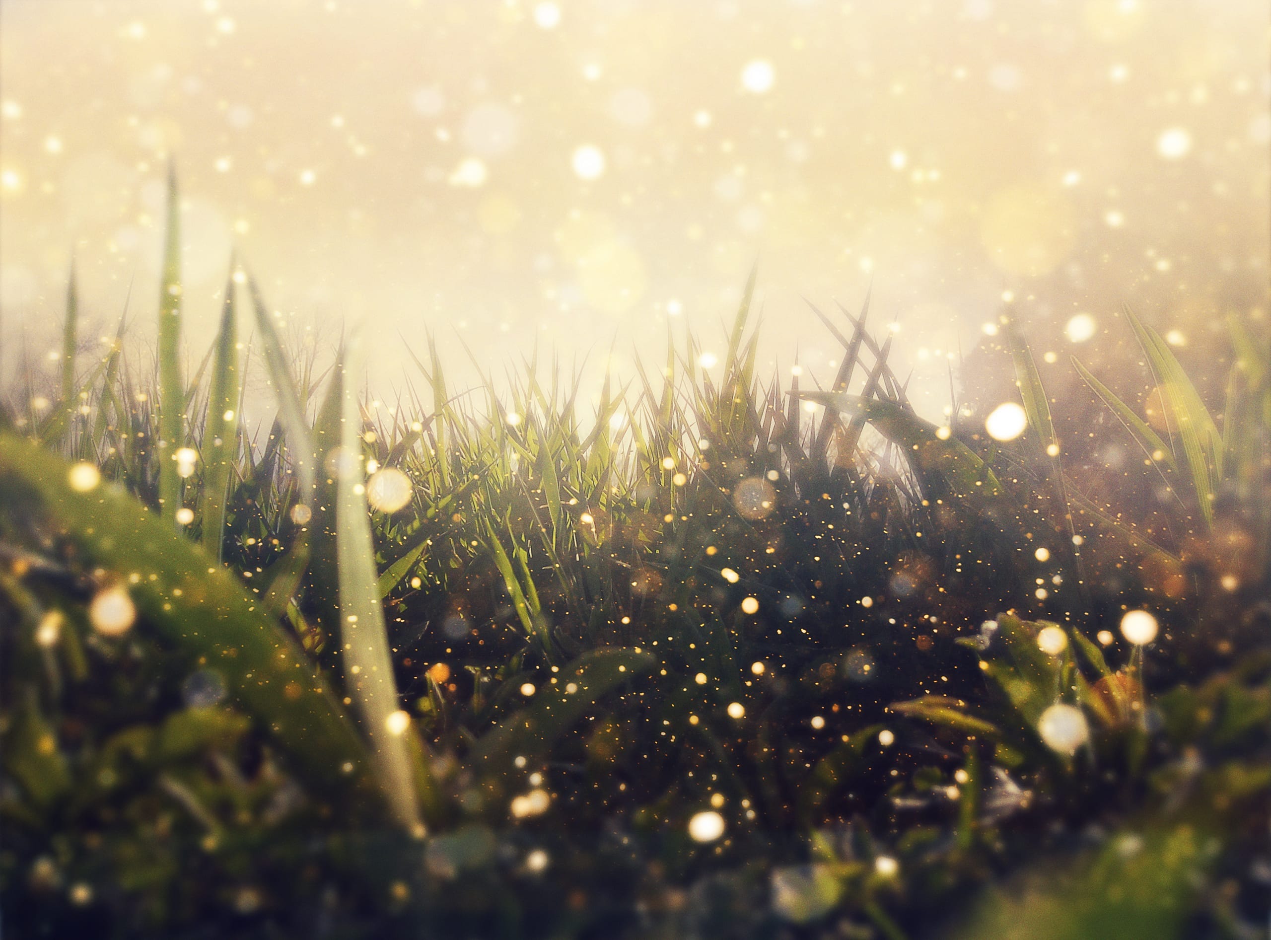 A dreamy, softly lit scene depicts tall grass and plants with a golden, foggy background. Numerous glowing orbs of light float around, creating the ambiance of a Hidden Magic Garden. The combination of natural elements and ethereal lighting gives the image a serene and enchanting feel.