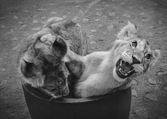 A black-and-white photo shows two Lion Cubs together. One cub, on the left, faces downwards, partially obscured by the other, which is on the right and appears playful, with its mouth open wide as if roaring or yawning. They are inside a circular container on a textured ground.