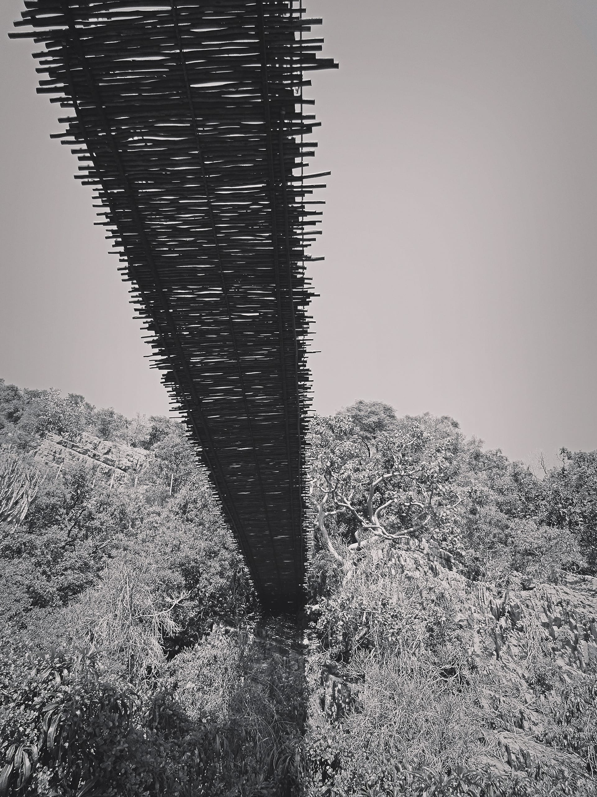 Black and white image of a suspension bridge viewed from below. The bridge is made of wooden planks and cables, stretching across lush, dense foliage. The sky is clear, and the contrast highlights the texture of the bridge and the surrounding trees.