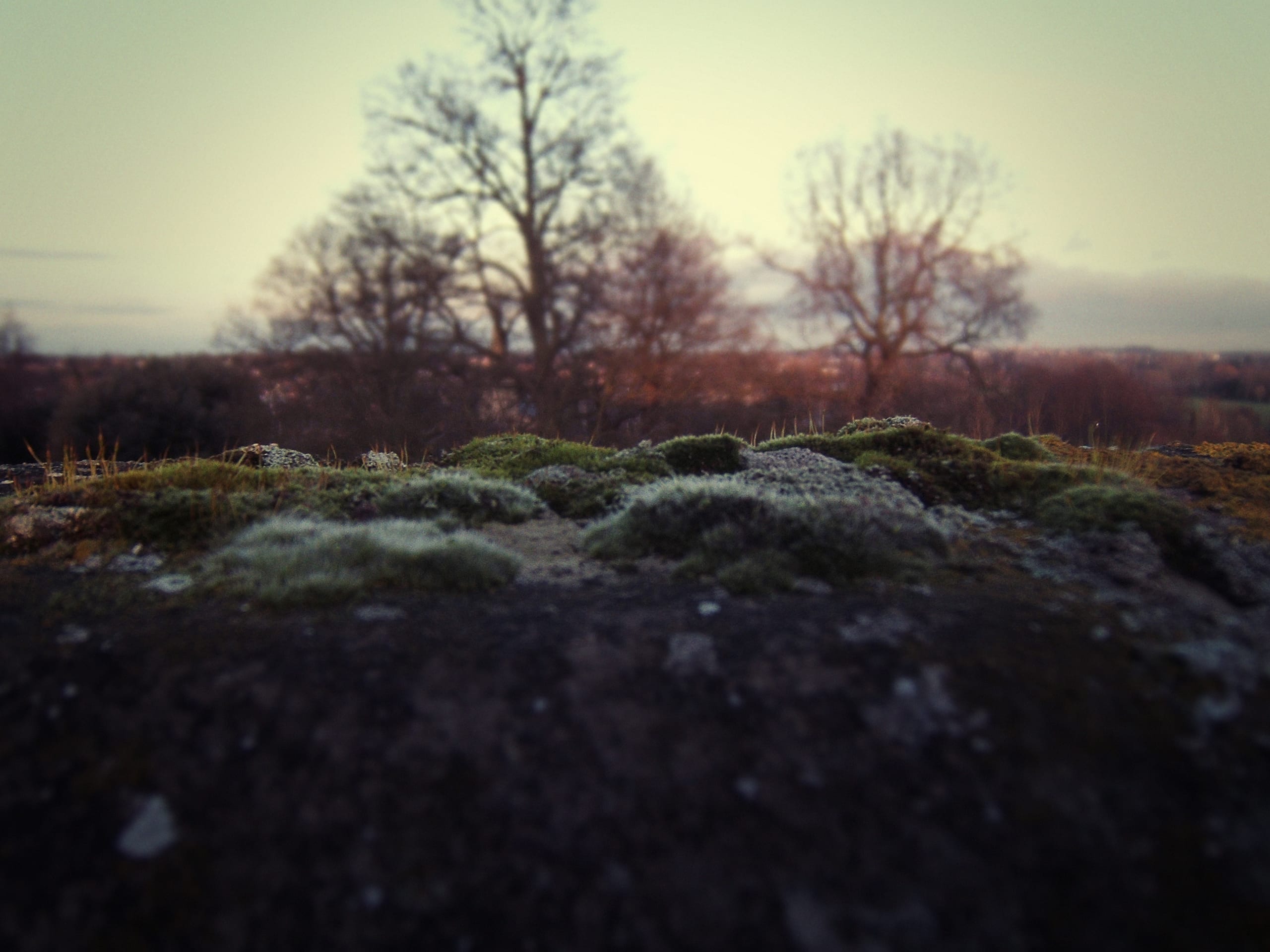 A serene landscape featuring moss-covered rocks in the foreground, with an out-of-focus backdrop of leafless trees. The sky exhibits a soft, warm gradient, suggesting either dawn or dusk, and the overall ambiance is tranquil and muted, perfectly capturing the essence of nature.