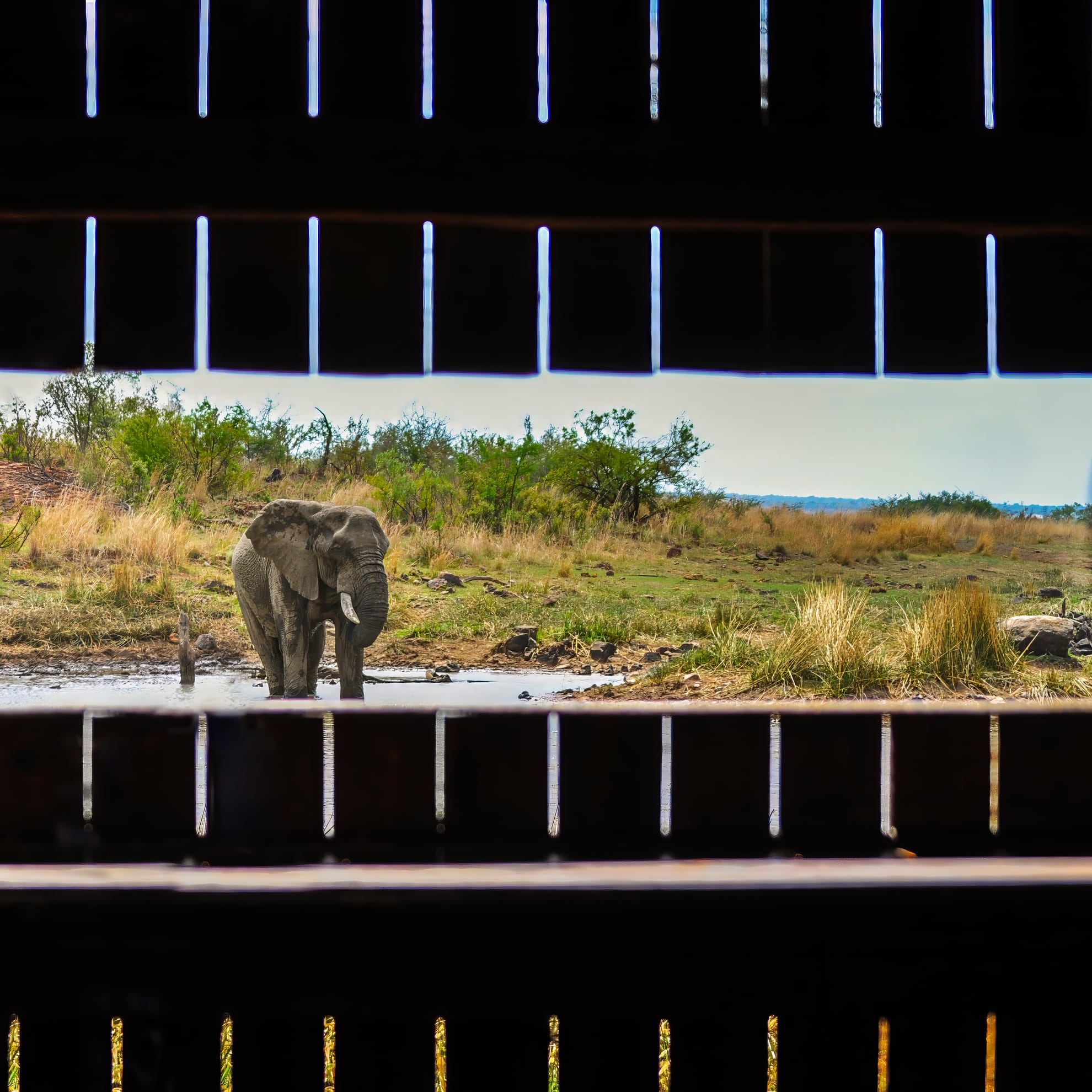An elephant stands at the edge of a waterhole, surrounded by grassy terrain and bushes under a clear sky. The scene is viewed through the horizontal slats of a wooden structure, framing the elephant centrally.