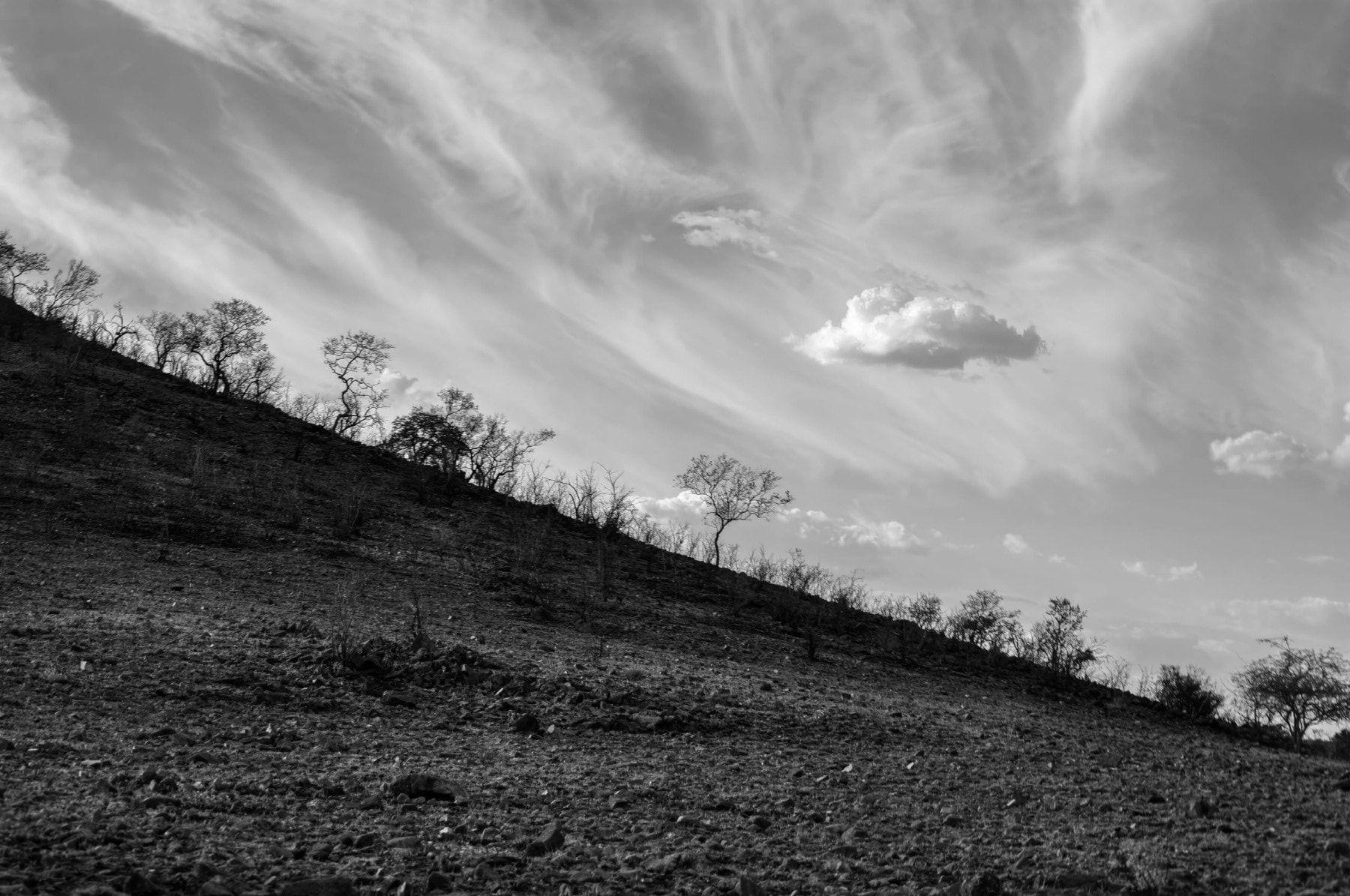 A black and white image of a barren hillside with sparse trees silhouetted against a dramatic sky. Wispy clouds stretch across the sky, with a single fluffy cloud prominently visible. The ground is rocky and uneven, conveying a desolate, natural landscape.
