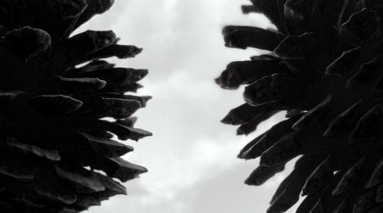 Close-up image of two large pine cones silhouetted against a bright, cloudy sky. The dark outlines of the cones emphasize their layered scales, creating a dramatic contrast with the soft, white clouds in the background. The overall tone of the image is monochromatic.