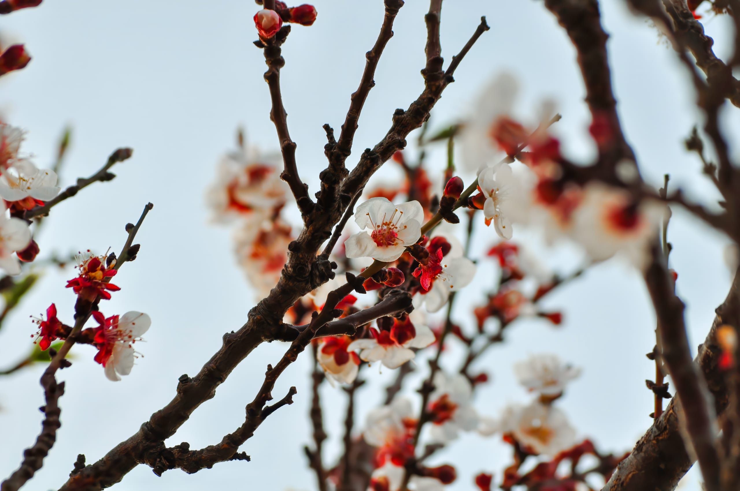 Branches of a flowering fruit tree against a clear sky, showing clusters of pink and white blossoms. Some flowers are fully open, revealing delicate stamens, while others are in bloom. The dark branches create a contrast with the vibrant petals, evoking a sense of spring beauty.