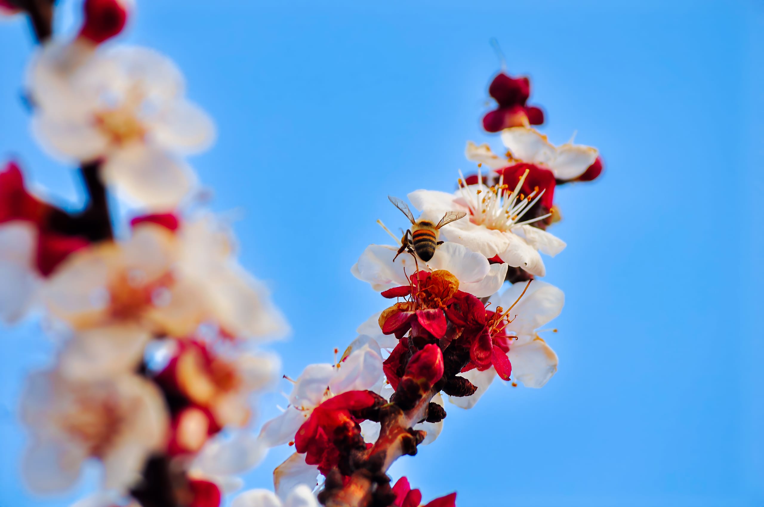 A bee hovers near blossoming branches against a bright blue sky. The branches are adorned with white and deep pink flowers, showcasing delicate petals and yellow stamens. The vibrant colors contrast with the clear background, highlighting the beauty of springtime blooms.