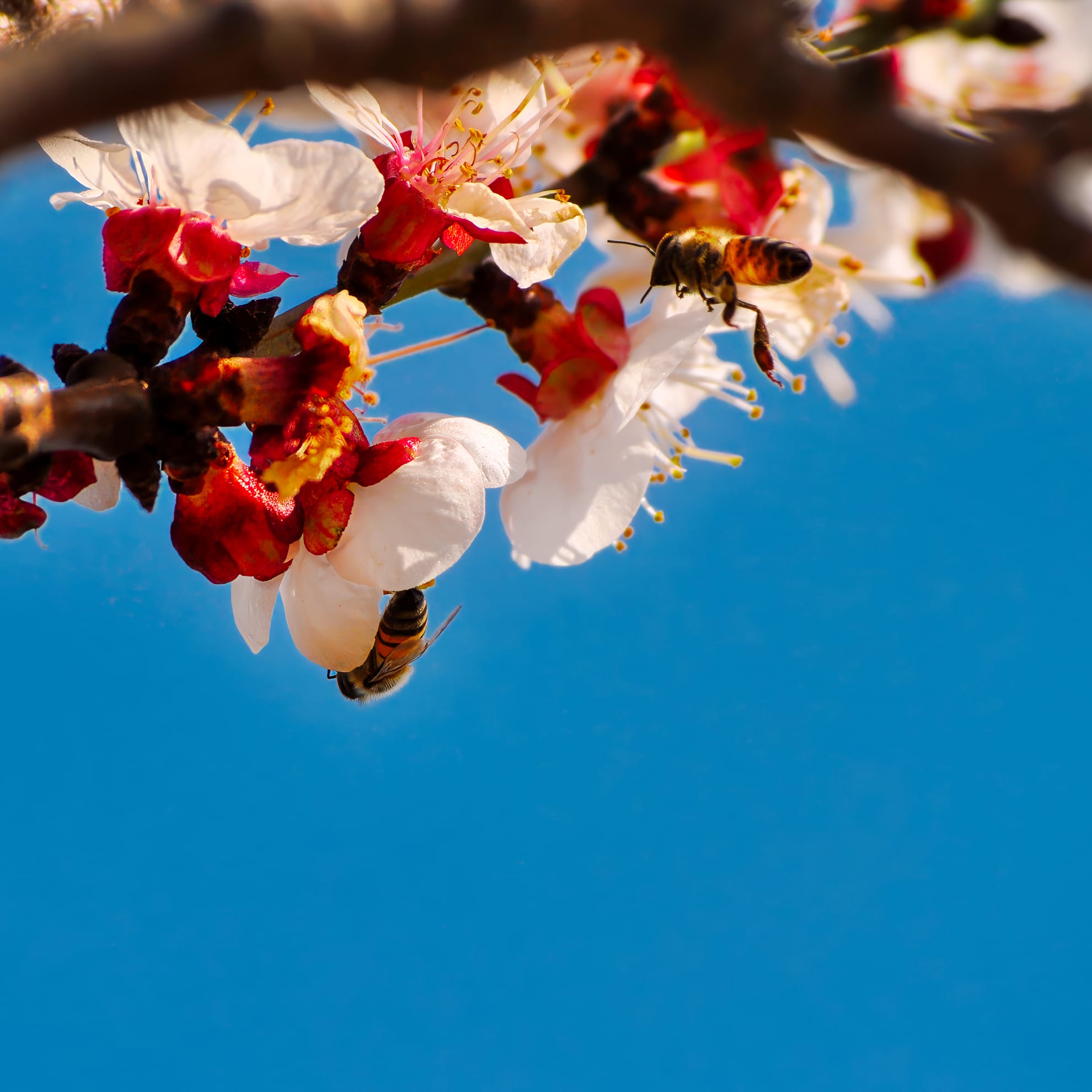 A close-up of bees pollinating white and pink cherry blossoms against a clear blue sky. The flowers are clustered on branches, with bees gathering nectar and pollen. The scene captures a moment of nature's intricate pollination process on a sunny day.