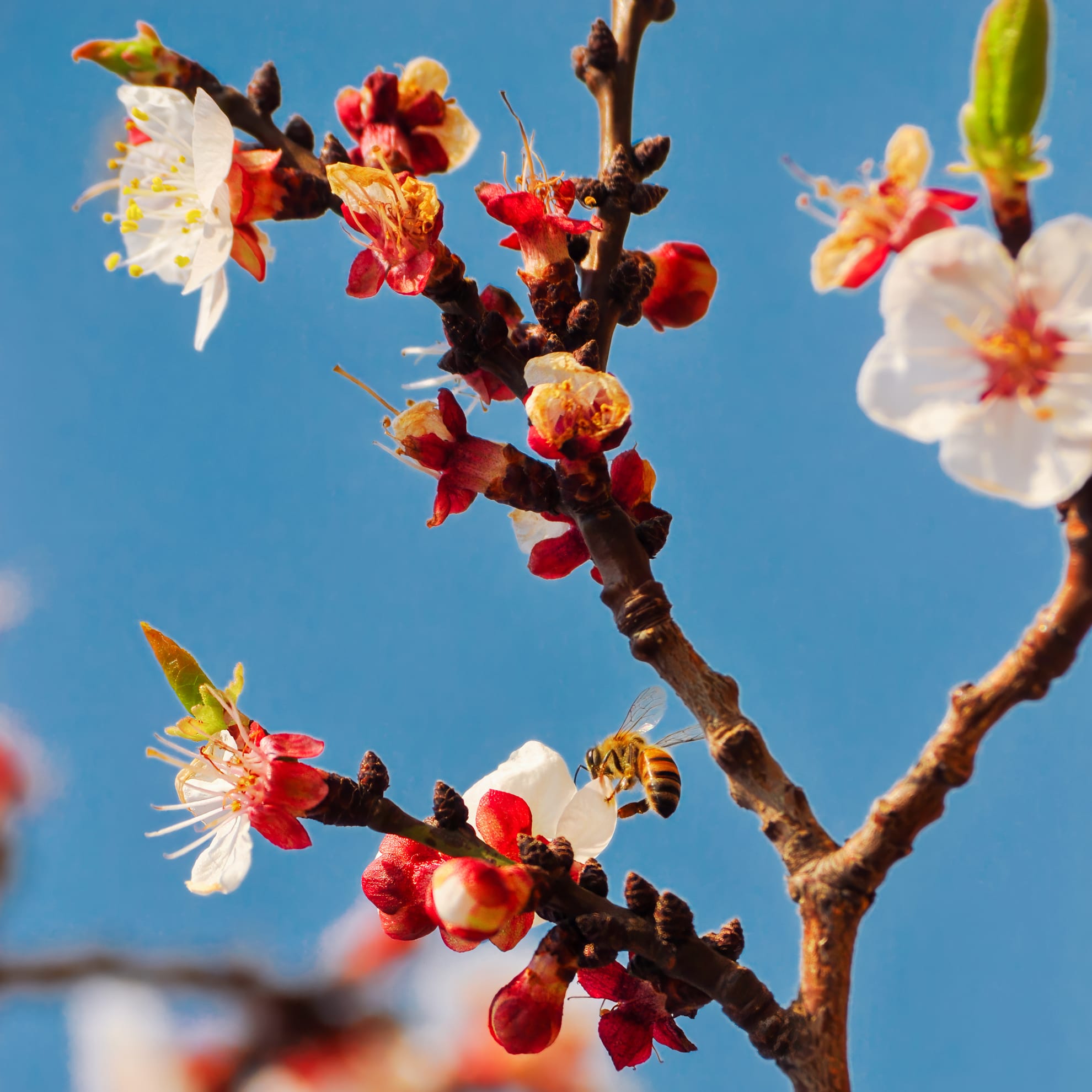 A bee hovers near a blossoming branch with white and red flowers against a clear blue sky. The branch is dotted with small buds, fully open blossoms, and a few green leaves, creating a vibrant and lively spring scene.