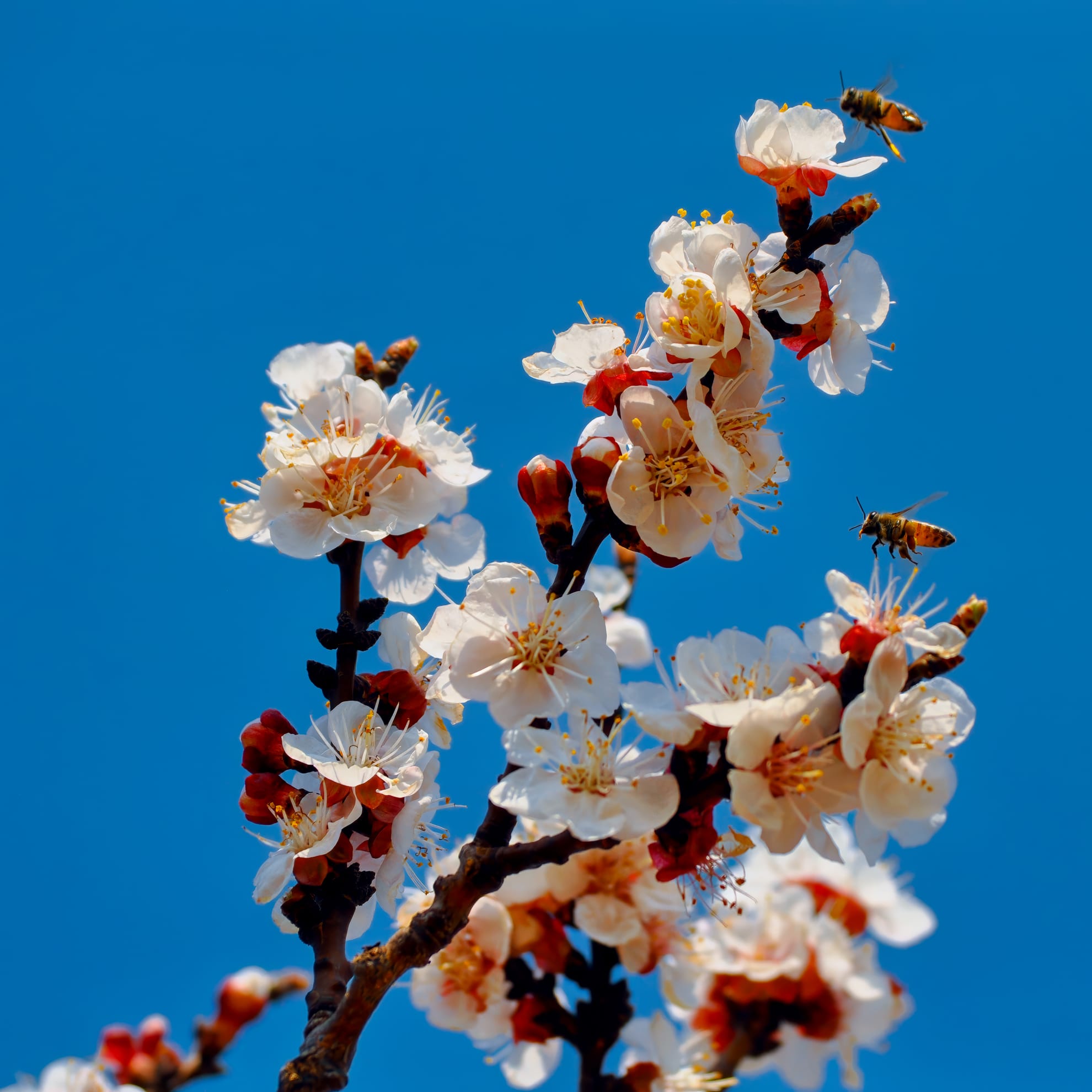A branch of cherry blossoms with delicate white and pink flowers contrasts against a clear blue sky. Two bees hover near the blossoms, attracted to the pollen. The vibrant scene captures the essence of spring with blooming flowers and active pollinators.