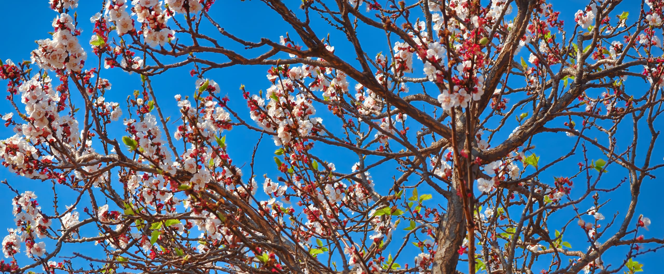 Branches of a tree covered with blooming, white and pink cherry blossoms stretch across a clear blue sky. The flowers are clustered with some buds still unopened, and small green leaves are interspersed among the branches. The scene captures a vibrant springtime atmosphere.