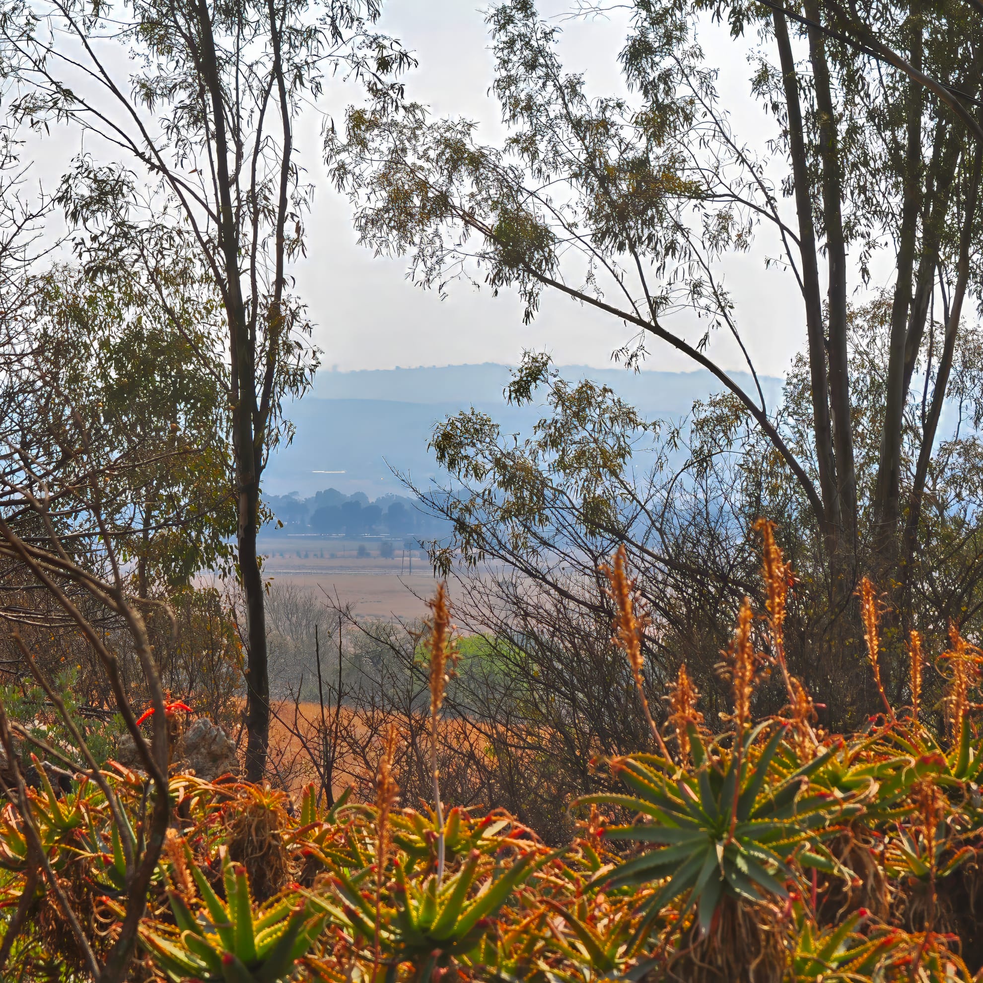 A scenic view of a landscape framed by tall, slender trees and leafy branches. In the foreground, lush green plants with orange flowers thrive. Beyond, open fields stretch towards a distant hill shrouded in mist under a bright, cloudy sky.