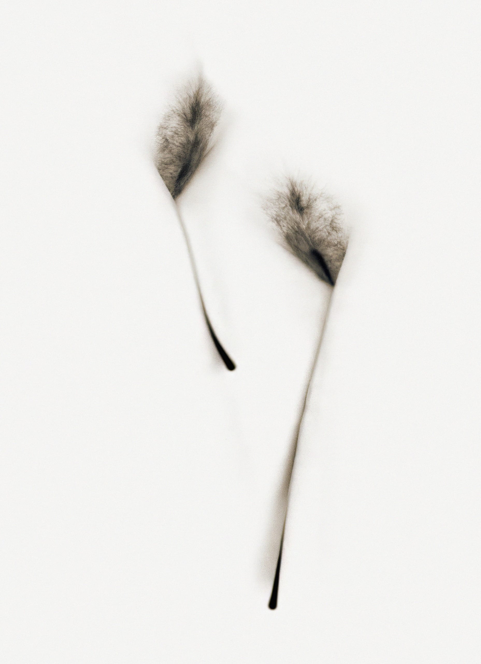 Two delicate, minimally inked botanical forms resembling feathered plants are set against a light background. Soft shading surrounds the shapes, evoking the elegance of tail quills and giving a sense of gentle movement and ethereal quality to the composition.