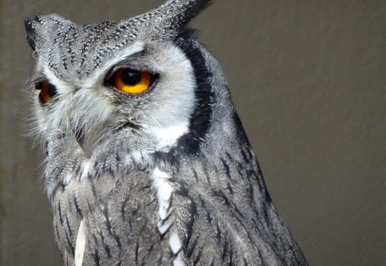 A close-up of a northern white-faced owl with striking orange eyes and gray and white plumage. The owl's head is turned slightly to the left, showcasing its distinct tufted ears and textured feathers against a soft-focus background.