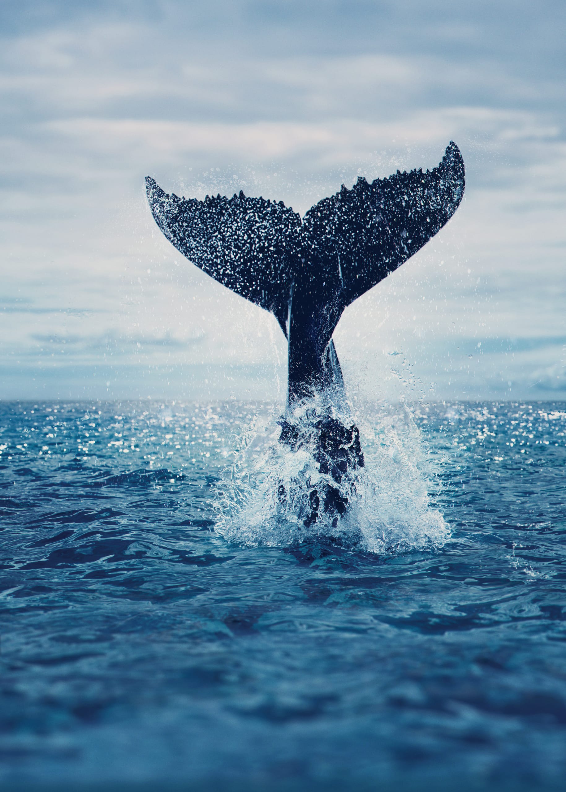 A whale's tail emerges from the ocean, splashing water as it flukes against a backdrop of a cloudy sky. The scene captures the dynamic motion of the whale partially submerged, with sunlight reflecting on the rippling water.
