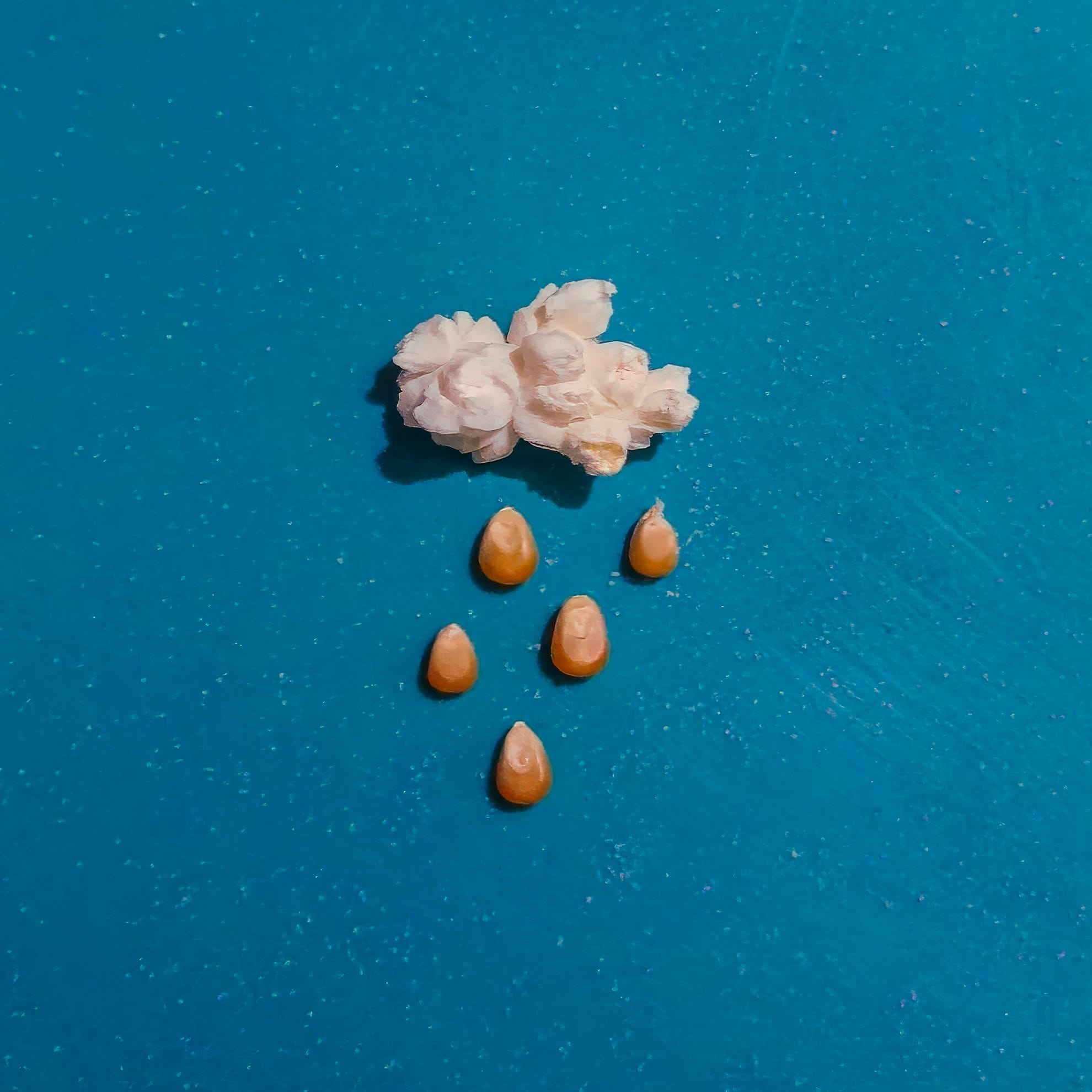 A pile of popped popcorn kernels sits above five unpopped kernels, resembling raindrops, on a textured blue surface. The arrangement suggests a cloud raining drops, creating a playful, abstract composition.