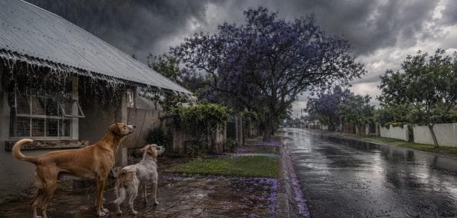 Two dogs shelter under a roof's edge from the rain on a quiet street lined with trees and houses.