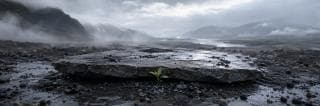A small green plant grows under a flat rock in a misty, rocky landscape with cloudy skies.